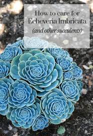 The echeveria elegans, is a species of succulent plant (or crasa) belonging to the family of crassula. Echeveria Imbricata Succulent Care Tips Lemons Anchovies