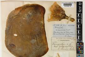 Image result for Carapa wohllebenii