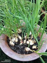 Jul 01, 2021 · planting the garlic. How To Grow Garlic In Pots The Best Method And Tips For Success