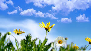 Flowers nature flower background spring wallpaper. Spring Background Wallpaper 1366x768 45475