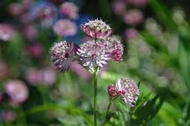 'star of fire' has burgundy flowers with white centres and purple stems. How To Grow Astrantia Plant Care Tips Horticulture Co Uk