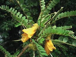 Image result for Sophora inhambanensis