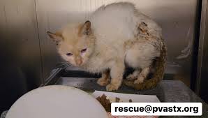 Ghost, a once-forgotten dog found emaciated and nearly hairless at a Greek  garbage dump, is finally receiving lifesaving treatment for severe mange,  scabies, and malnutrition.