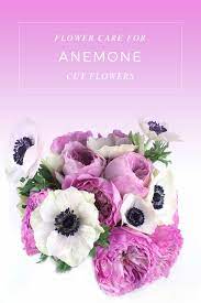 Anemone Care Make Cut Flowers Last Longer The Smell Of Roses The Smell Of Roses