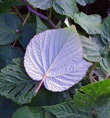 Image result for Rubus iringanus