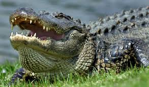 Alligators in north carolina map. How Long Are South Carolina S Biggest Gators And Where Are They Lurking News Postandcourier Com