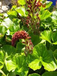 Image result for Gunnera perpensa