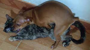 Dog Makes Love With Cat | Dog And Cat Mating Video - YouTube