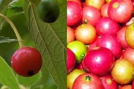 Tanaman herbal ini memiliki banyak manfaat apabila di konsumsi secara benar. Harganya Mencapai Setengah Juta Per Kilo Inilah Sejuta Manfaat Kesehatan Buah Kersen Semua Halaman Bolastylo Bolasport Com