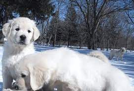 White golden retriever puppies wisconsin. Pin On English Golden Retriever