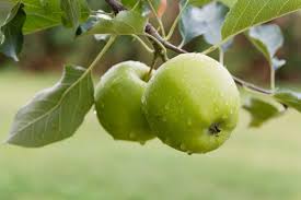 Image result for Granny Smith