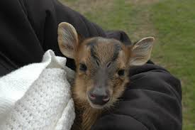 The muntjac is the oldest known species of deer and coexisted with dinosaurs. My Weird Pet A Muntjac Almost The World S Smallest Deer So Cute Hubpages