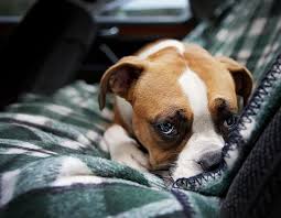 If your vet approves this treatment, then make sure that you have the appropriate medication on hand when. What To Do If Your Puppy Has Diarrhea