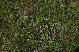 Image result for Eriospermum mackenii