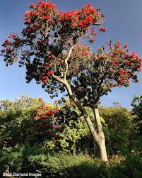 Fishtail silky oak neorites kevedianus other names: Alloxylon Flammeum Tree Waratah Australian Trees Rainforest Plants Australian Native Plants
