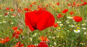 Resultado de imagen de ababol flor