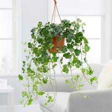 Pin On House Plants