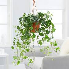 English ivy is grows quite fast and you can help it reach a desired length by pruning it. English Ivy Houseplant Care Guide Ivy Plant Indoor English Ivy Plant Ivy Plant