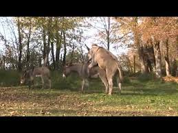 Kostenlose lieferung für viele artikel! Liebesspiel Der Esel Youtube