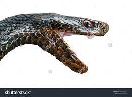 Poisonous Snake Head Black Viper Open Stock Photo Edit Now 1108815575 Poisonous Snakes Stock Photos Photo Editing