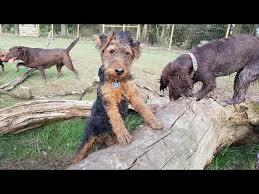 Find free puppies near me, adopt a puppy, buy puppies direct from kennel breeders and puppy owners in australia. Teddy The Welsh Terrier Puppy 3 Weeks Residential Dog Training Youtube