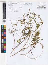 Image result for Cleome aculeata