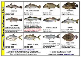 Tackle Box I D Texas Saltwater Fish Identification Card Jumbo Edition
