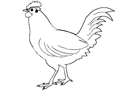 صورة ديك مرسوم ومفرغ لتعلم تلوين الأشكال bird coloring pages farm animal coloring pages chicken coloring pages