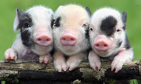 A few more pictures would have helped i think. The Ideal Designer Pet Open Thread Baby Animals Baby Pigs Cute Animals
