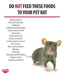 Keep This List Handy If You Have A Pet Rat Smallanimals Petrat Always Remember Check With Your Vet Before Feeding Any N Pet Mice Pet Rat Cages Pet Rodents