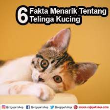 Check spelling or type a new query. 6 Fakta Menarik Tentang Telinga Kucing Raja Petshop