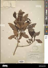 Image result for Combretum sp. A