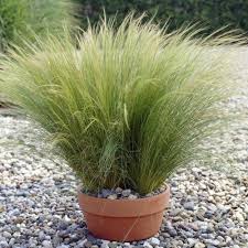 Weitere ideen zu garten, garten ideen, gartengestaltung ideen. Federgras Stipa Ponytails Schnell Und Gunstig Online Kaufen Meingartenshop