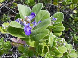 Image result for Vitex obovata