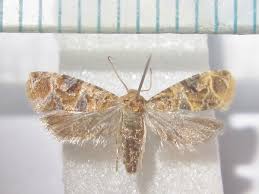 Image result for Leptactina platyphylla