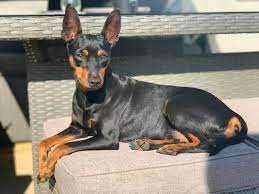 Can Miniature Pinschers Live Outside Min Pin Nation