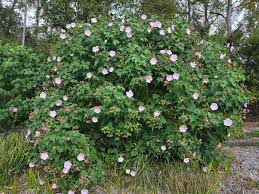 Image result for Hibiscus mutatus
