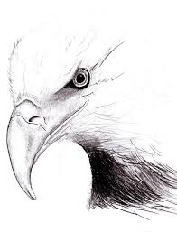 American Eagle By Peter Landis In 2021 Eagle Drawing Beauty Art Drawings Eagle Sketch