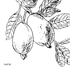 Image result for Feijoa sellowiana