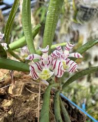 Image result for Bulbostylis pusilla