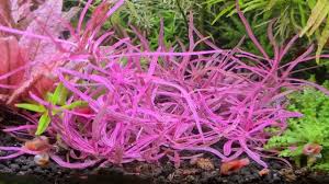 Image result for Hygrophila cataractae