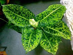Pin On Cordyline Dracaena Aglaonema Diefenbachia