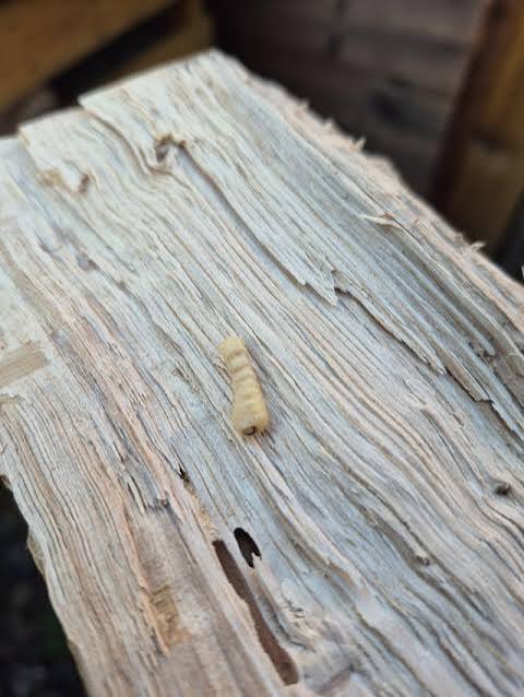 How dormant does woodworm get? : r/firewood