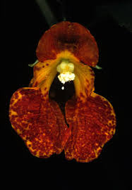 Image result for Impatiens psychadelphoides