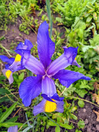 Iris germanica grows up to 120 cm high and 30 cm wide. Planting In The Flower Garden The Martha Stewart Blog