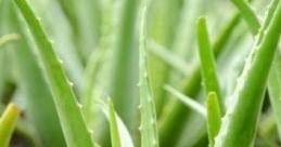 Selain memiliki manfaat untuk kesehatan, lidah buaya juga memiliki manfaat untuk kecantikan. Kerugian Menggunakan Masker Lidah Buaya Semalaman Pada Wajah Husnuls492 Com