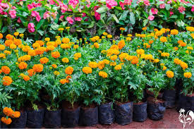 It is said that chickens who eat marigolds lay eggs with bright yellow yolks. Which Marigolds Are Best For Your Chickens Health