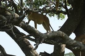 I ordered the portobello mushroom & provolone wrap with a (vegan!!) minestrone soup as my side. Leonas Picture Of Serengeti National Park Tanzania Tripadvisor