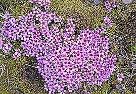 0 meno di un minuto. Fiori Di Montagna Nomi E Caratteristiche Natura 2021