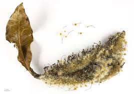 Image result for Faurea